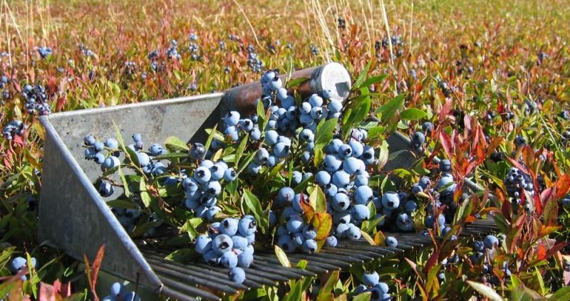 Wild Blueberry Health Benefits