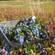 Wild Blueberry Health Benefits