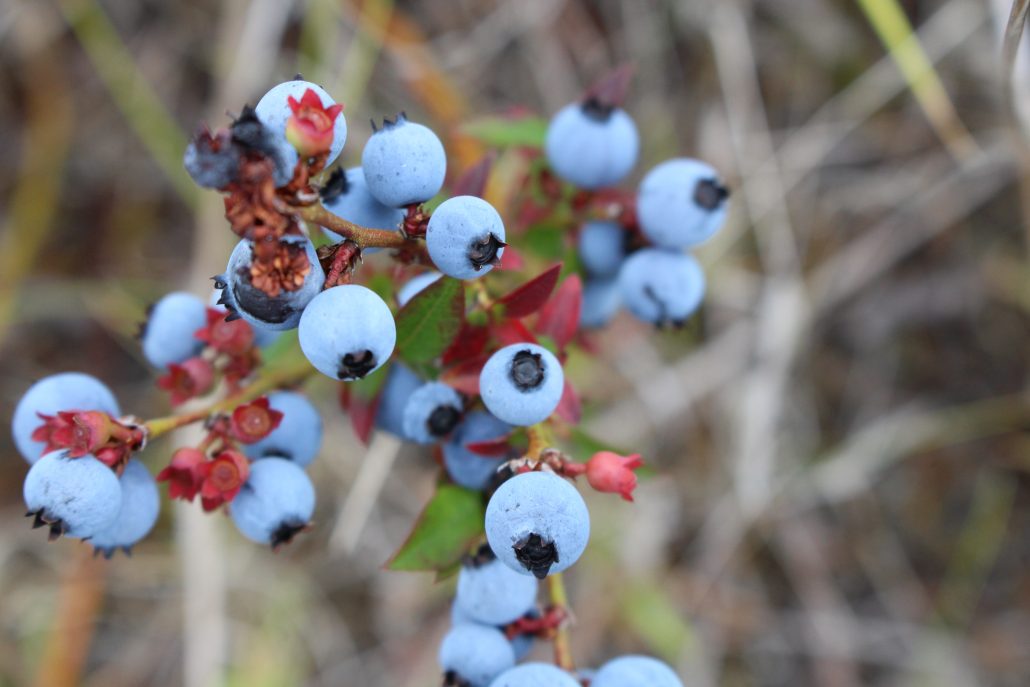 Fresh Wild Blueberries
