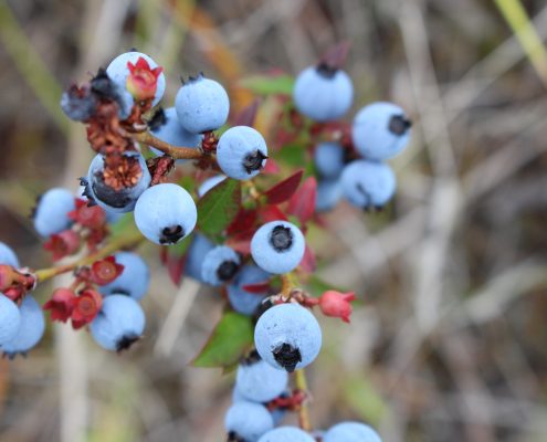 Fresh Wild Blueberries